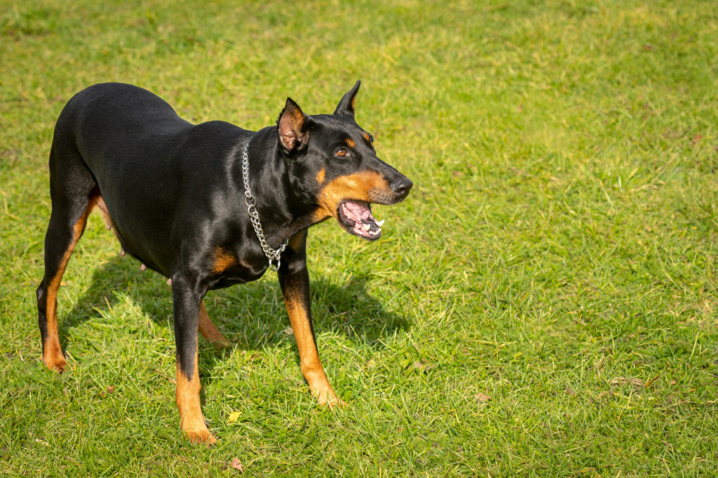 吠える犬